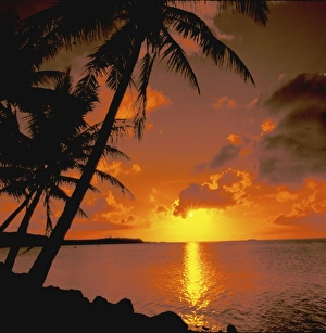 Palms Prints: Australia. Ocean view at sunset