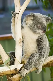 Australia, Queensland, Brisbane, Fig Tree Pocket. Lone Pine Koala Sanctuary, Koala