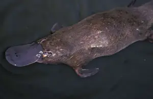 Queensland Prints: Australia, Queensland, Eungella National Park Platypus (Ornithorhynchus anatinus)