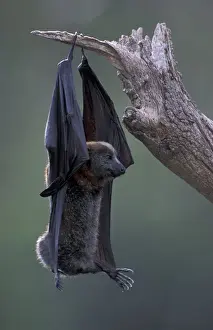 Queensland Prints: Australia, Queensland, Ipswich Grey-headed flying fox (Pteropus poliocephalus)