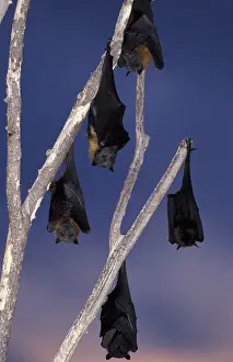 Australia, Queensland, Ipswich Grey-headed flying foxes (Pterobus poliocephalus)