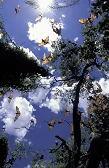 Queensland Prints: Australia, Queensland, Ipswich Little red flying foxes (Pterobus scapulatus) in flight