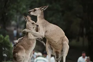 Australia, Queensland, Kangaroo