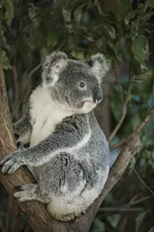 Images Dated 12th September 2005: Australia, Queensland. Koala bear in tree