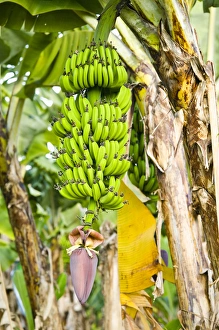 Images Dated 4th November 2007: AUSTRALIA, Queensland, North Coast, Babinda. Detail of Banana Plant