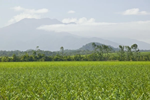 Images Dated 4th November 2007: AUSTRALIA, Queensland, North Coast, Babinda. Distant View of Bartle Frere, Queensland s