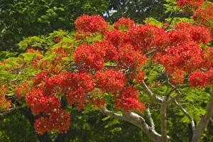 Australia, Queensland, North Coast, Port Douglas. Flamboyant Trees / Springtime