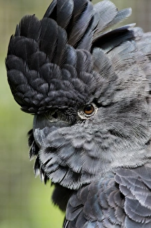 Australia, Queensland, Port Douglas. Wildlife Habitat Zoo. Detail of Red-tailed Black-Cockatoo