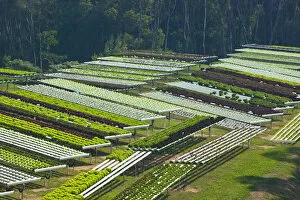AUSTRALIA, Queensland, Sunshine Coast, Pomona. Terraced Fields of Macrobiotic Farm