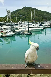 Images Dated 1st November 2007: Australia, Queensland, Whitsunday Coast, Hamilton Island. Sulphur Crested Cockatoo