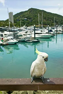 Images Dated 1st November 2007: Australia, Queensland, Whitsunday Coast, Hamilton Island. Sulphur Crested Cockatoo
