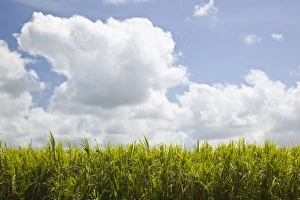 Images Dated 31st October 2007: Australia, Queensland, Whitsunday Coast, Marian. Pioneer Valley, Sugar Cane Field