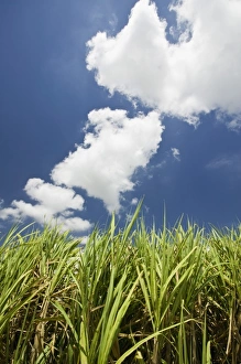 Images Dated 31st October 2007: Australia, Queensland, Whitsunday Coast, Marian. Pioneer Valley-Sugar Cane Field