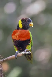 Australia. Rainbow Lorikeet (Trichoglossus Haematodus Moluccanus)