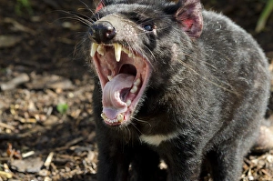 Teeth Prints: Australia, South Australia, Adelaide. Cleland Wildlife Park