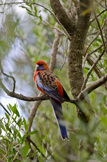 Images Dated 4th May 2014: Australia, South Australia, Adelaide. Cleland Wildlife Park
