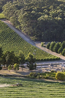 Images Dated 8th March 2008: Australia, South Australia, Adelaide Hills, Summertown. Farmer on green tractor