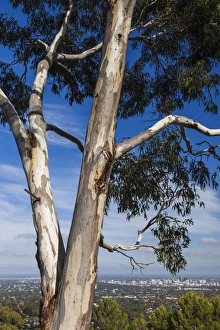Images Dated 25th February 2014: Australia, South Australia, Adelaide Hills, Crafers, elevated skyline of Adelaide