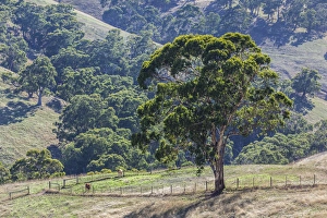 Images Dated 25th February 2014: Australia, South Australia, Adelaide Hills, landscape