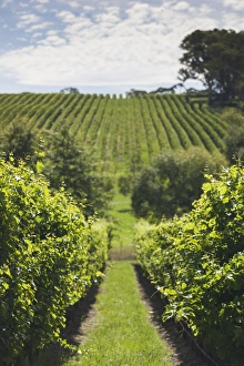 Images Dated 25th February 2014: Australia, South Australia, Adelaide Hills, Gumeracha, vineyard