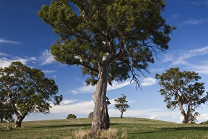 Images Dated 25th February 2014: Australia, South Australia, Barossa Valley, Mount Pleasant, gum trees