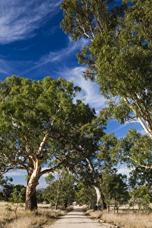 Images Dated 25th February 2014: Australia, South Australia, Barossa Valley, Mount Pleasant, country road