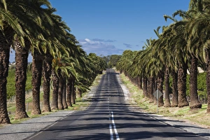 Images Dated 27th February 2014: Australia, South Australia, Barossa Valley, Seppeltsfield, country road with palm trees