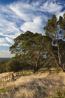 Images Dated 27th February 2014: Australia, South Australia, Barossa Valley, Tanunda, Menglers Hill, gum trees