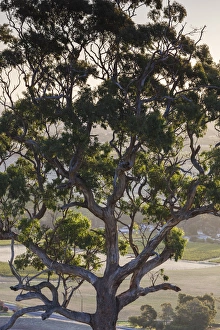 Images Dated 27th February 2014: Australia, South Australia, Barossa Valley, Tanunda, Menglers Hill, gum trees