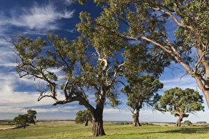 Images Dated 25th February 2014: Australia, South Australia, Barossa Valley, Mount Pleasant, gum trees
