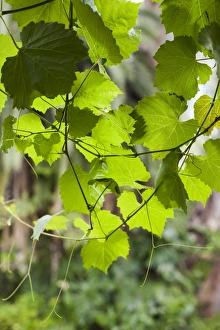 Images Dated 26th February 2014: Australia, South Australia, Barossa Valley, Tanunda, vineyard, vines