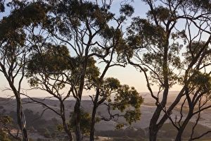Images Dated 27th February 2014: Australia, South Australia, Barossa Valley, Tanunda, Menglers Hill, gum trees