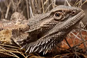 Scary Prints: Australia, South Australia, Central Bearded Dragon (Pogona vitticeps) on Stuart Highway