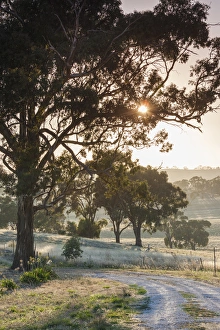 Australia, South Australia, Clare Valley, Clare, gum trees by Brooks Lookout, dawn