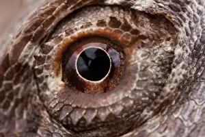 South Australia Prints: Australia, South Australia, Close-up of eyeball of Central Bearded Dragon (Pogona