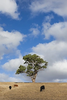 Images Dated 5th March 2014: Australia, South Australia, Fleurieu Peninsula, Normanville, landscape with trees
