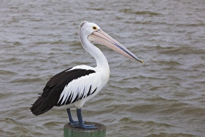 Images Dated 5th March 2014: Australia, South Australia, Fleurieu Peninsula, Goolwa, Australian pelican, pelecanus