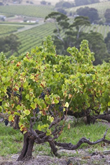 Images Dated 5th March 2014: Australia, South Australia, Fleurieu Peninsula, McLaren Vale Wine Region, McLaren Vale