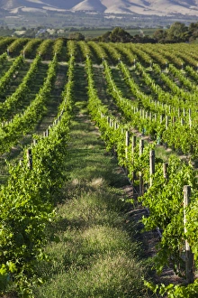 Australia, South Australia, Fleurieu Peninsula, McLaren Vale Wine Region, McLaren Vale