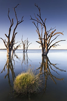 Australia, South Australia, Murray River Valley, Barmera, Lake Bonney, petrified trees