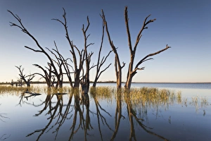 Images Dated 28th February 2014: Australia, South Australia, Murray River Valley, Barmera, Lake Bonney, petrified trees