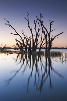 Images Dated 28th February 2014: Australia, South Australia, Murray River Valley, Barmera, Lake Bonney, petrified trees