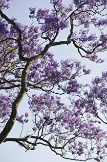 Images Dated 23rd October 2007: Australia, State of Queensland, Brisbane. Blooming Jacaranda Trees in New Farm Park