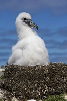 Near Threatened Prints: Australia, Tasmania, Bass Strait. Shy albatross chick on nest