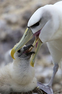 Images Dated 12th January 2010: Australia, Tasmania, Bass Strait. Shy Albatross feeding chick
