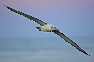 Images Dated 7th January 2010: Australia, Tasmania, Bass Strait. Shy Albatross in flight