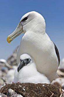 Images Dated 7th January 2010: Australia, Tasmania, Bass Strait. Shy albatross on nest with chick