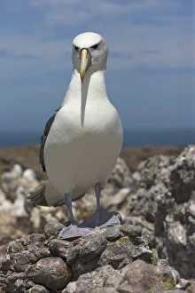 Rebecca Jackrel Prints: Australia, Tasmania, Bass Strait. Shy albatross