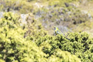 Parrot Prints: Australia, Tasmania, Cradle Mountain Lake Sinclair National Park