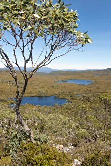 Images Dated 8th March 2018: Australia, Tasmania, Cradle Mountain-Lake St Clair National Park. Overland Track vista
